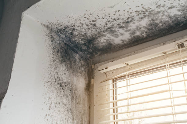 Affordable Mold Cleanup solutions in Farmville, VA